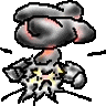 Squib
